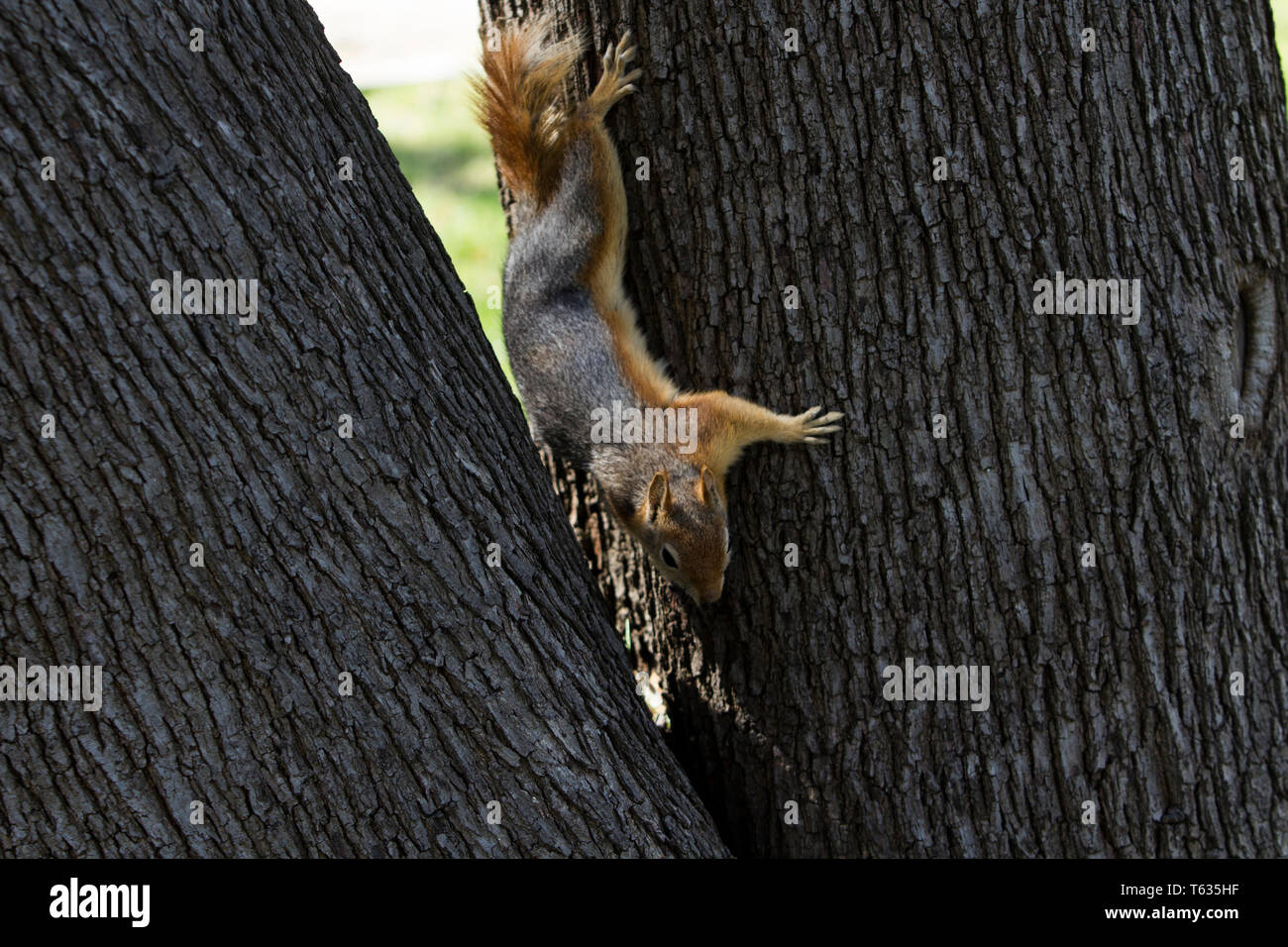 Close up portrait of a Sciurus Anomalus, Caucasian squirrel climbing down a tree. Stock Photo