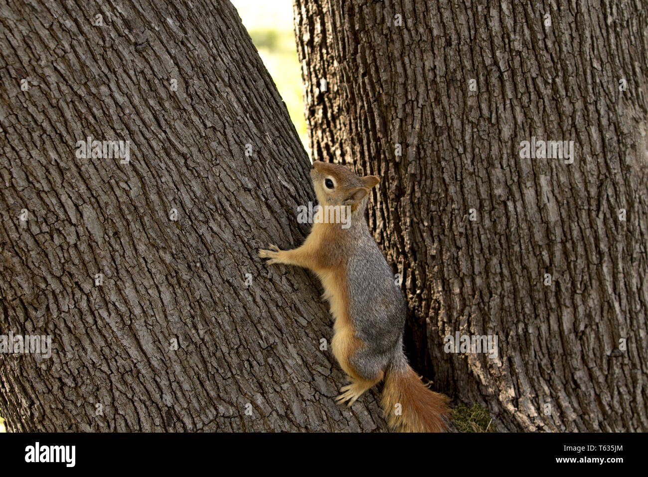 Close up portrait of a Sciurus Anomalus, Caucasian squirrel climbing a tree. Stock Photo