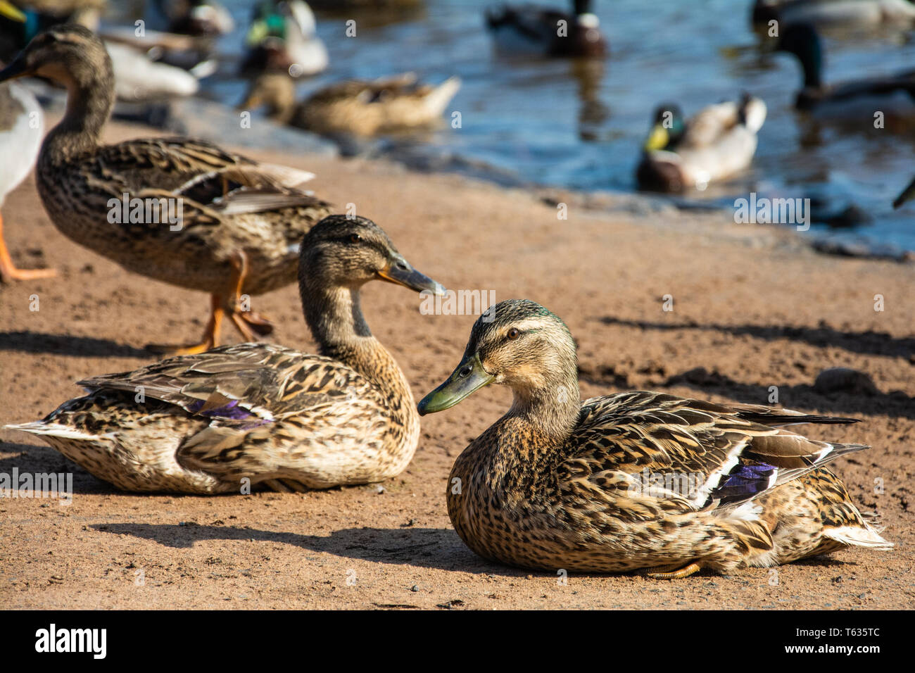 Female mallard ducks (Anas platyrhynchos) basking in the sun at the water's edge. Upper Arley, Worcestershire, UK. Stock Photo