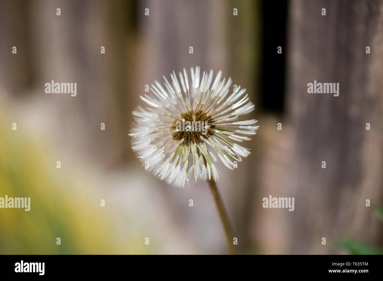 GAUTING, BAVARIA / GERMANY - April 27, 2018: Close up of taraxacum. Better known as dandelion, blowball or puffball. Stock Photo