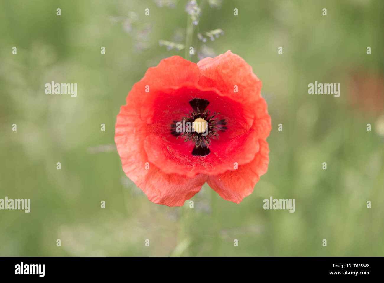 Close up of Papaver Rhoeas, bettern knowns as Corn Puppy or Common Puppy - captured in Bavaria, Germany. Red blooming flower. Stock Photo