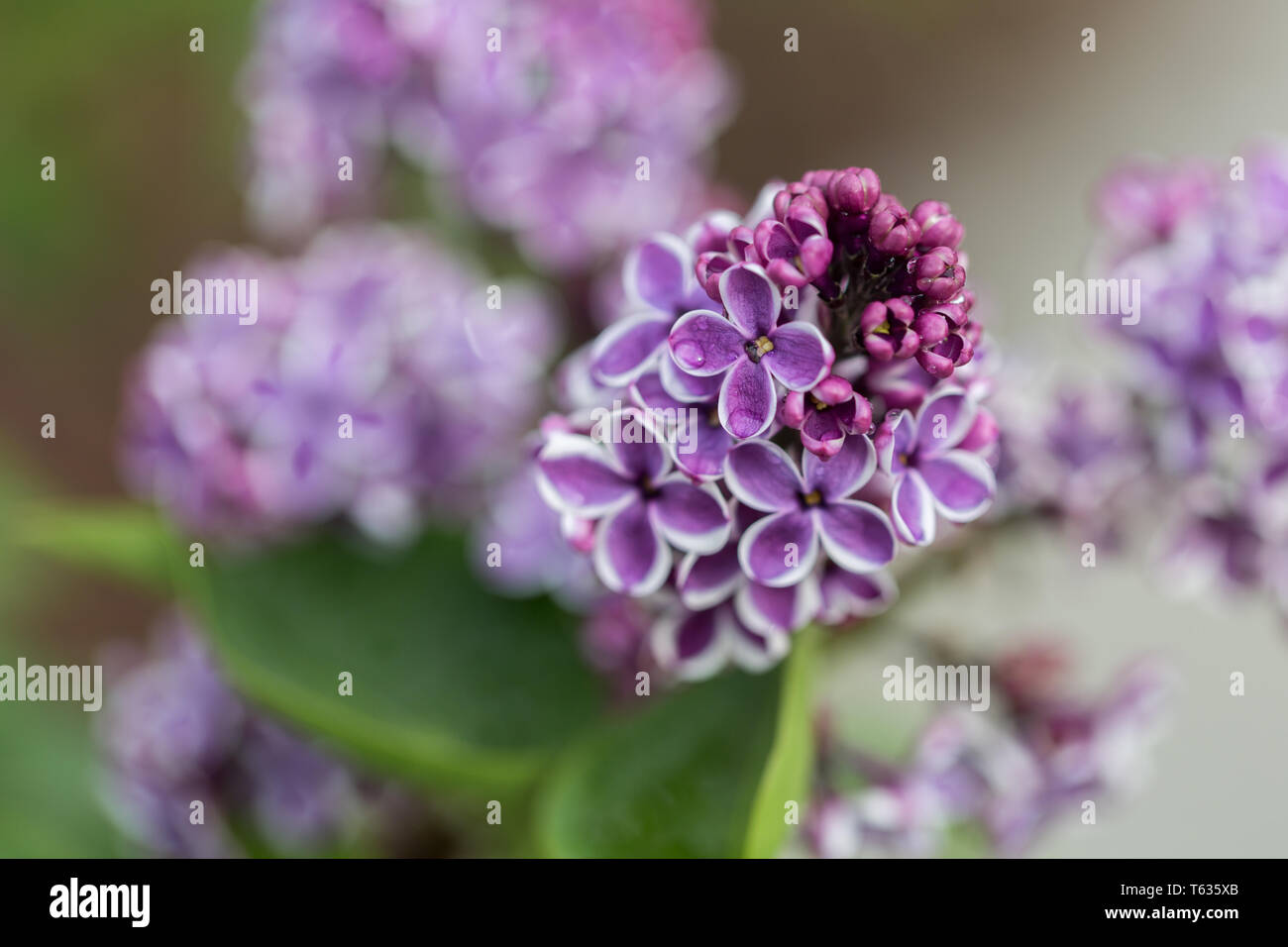 Close up of Syringa Vulgaris Sensation, better known as lilac. Pink flowerheads with white border. Captured in Bavaria, Germany. Stock Photo