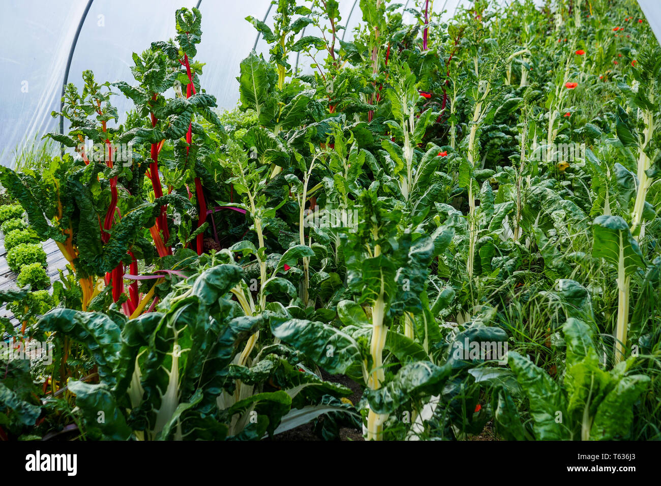 Agricultural Greenhouse on an organic farmyard, Chomerac, Ardeche, France Stock Photo