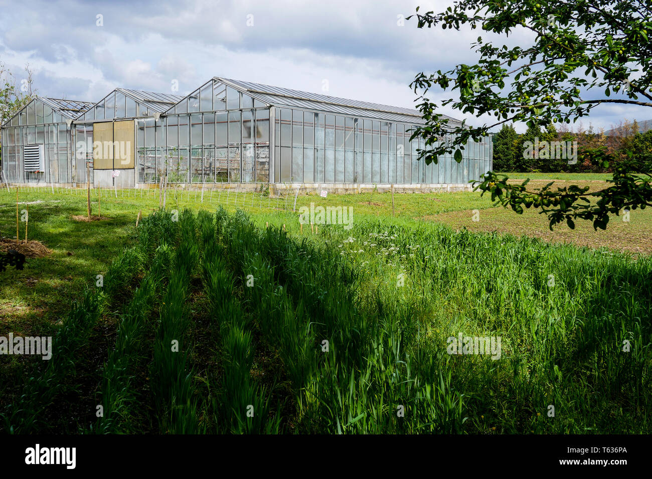 Agricultural Greenhouse on an organic farmyard, Chomerac, Ardeche, France Stock Photo