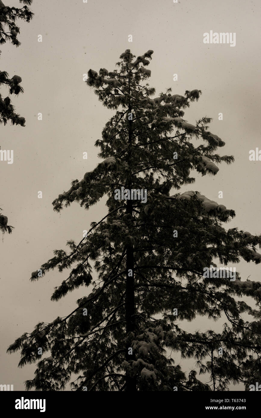 Zen frozen ice snow tree hi-res stock photography and images - Alamy