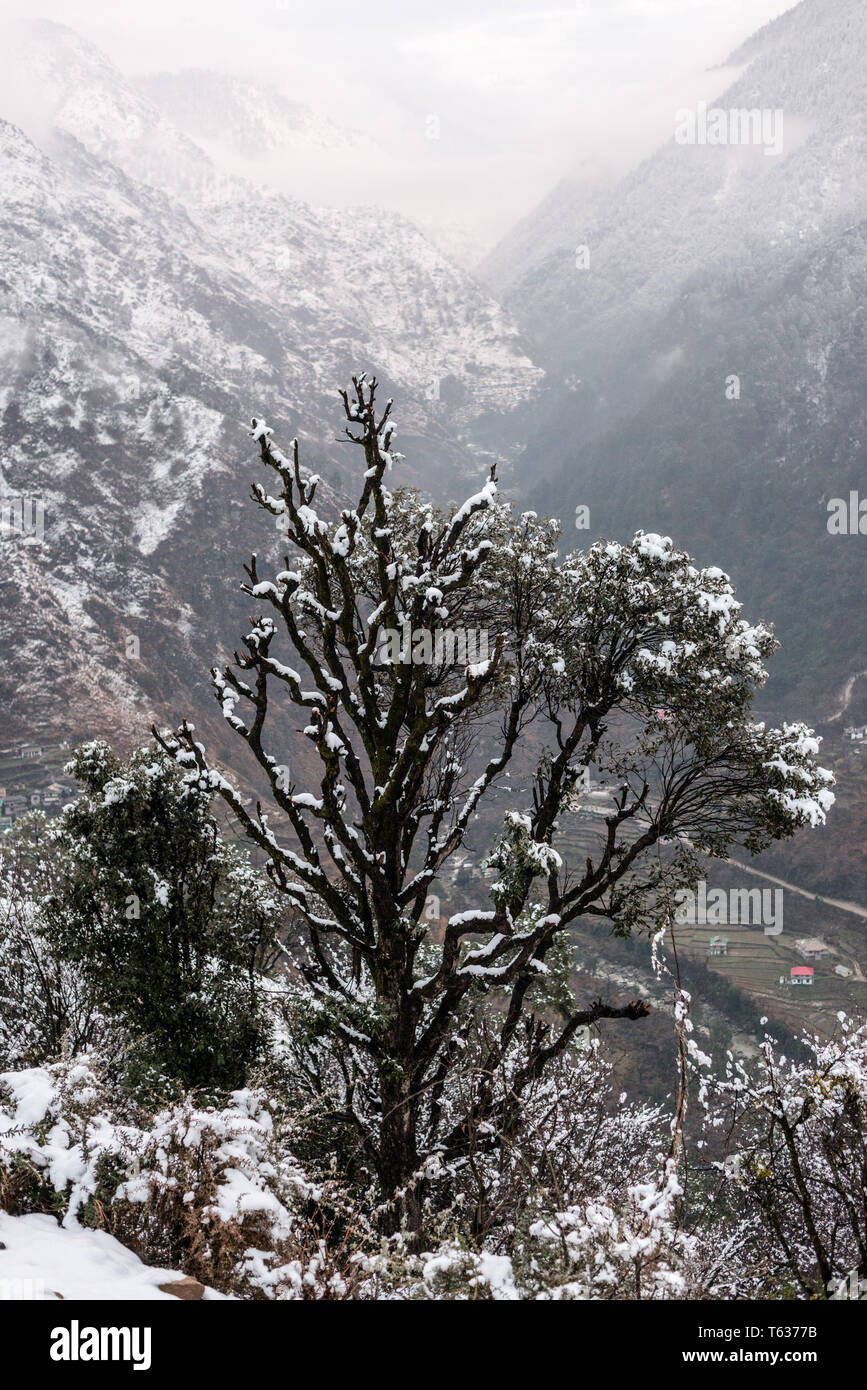 Zen frozen ice snow tree hi-res stock photography and images - Alamy