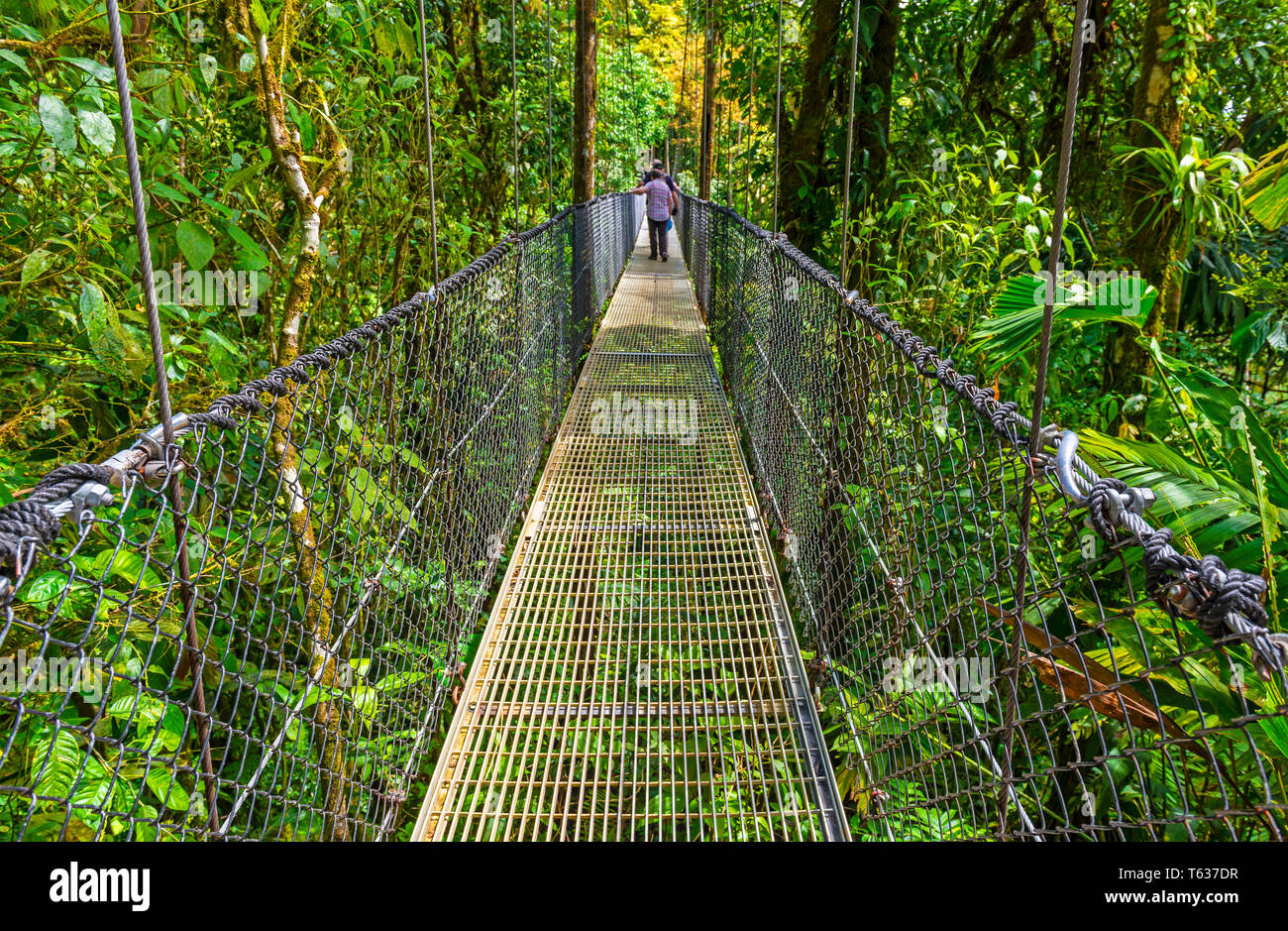 People walking on the Arenal volcano hanging bridges in the tropical rainforest of Costa Rica, Central America. Stock Photo