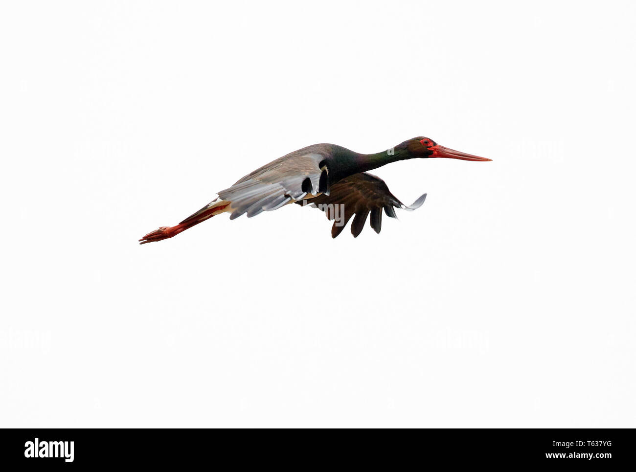 Black stork (Ciconia nigra) in flight Stock Photo