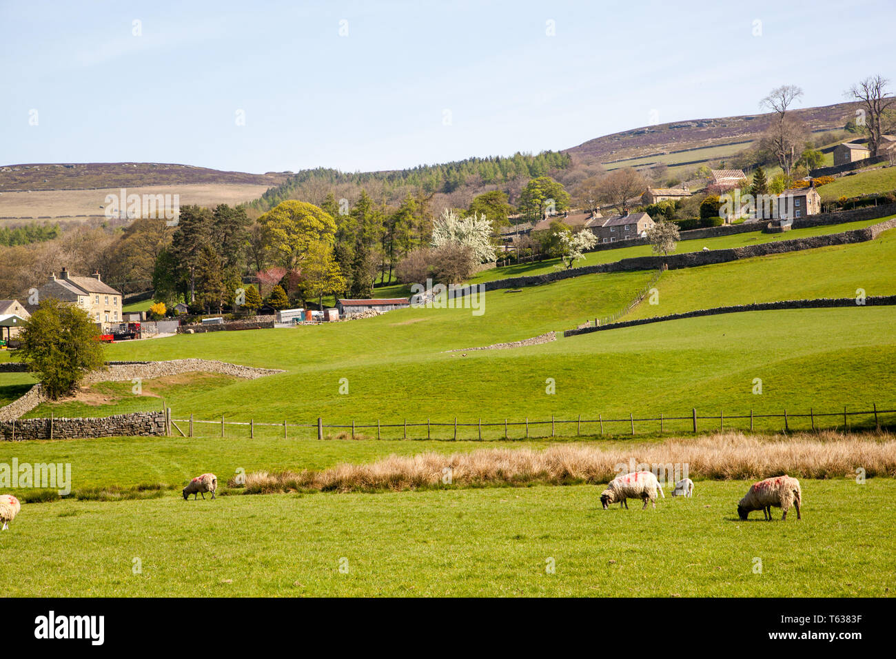 Nidderdale farmland in the English Yorkshire Dales England UK Stock Photo Alamy