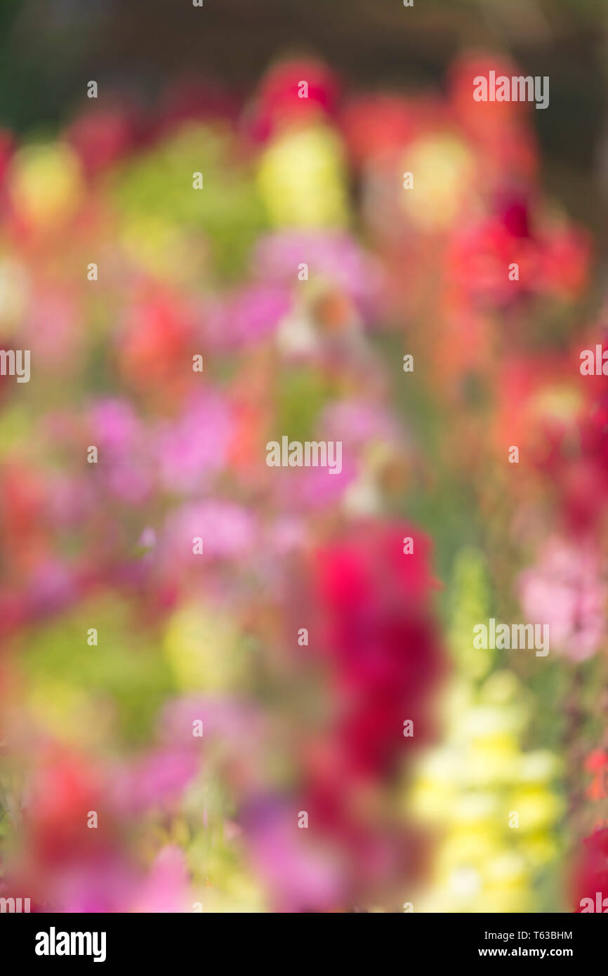 Floral pattern flower background seamless. Stock Photo