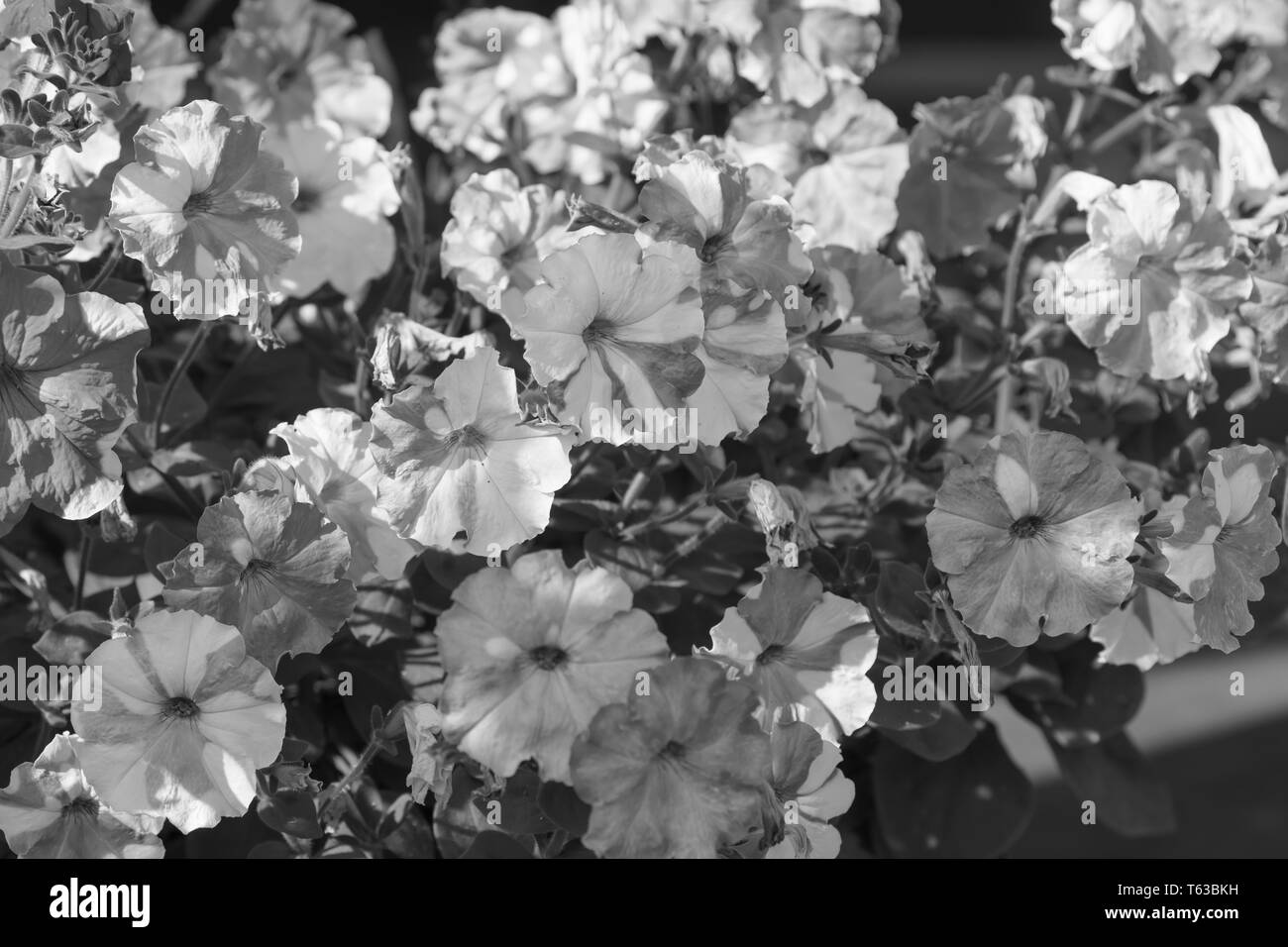 Black and white Fower patten of Morning Glory flowers Stock Photo