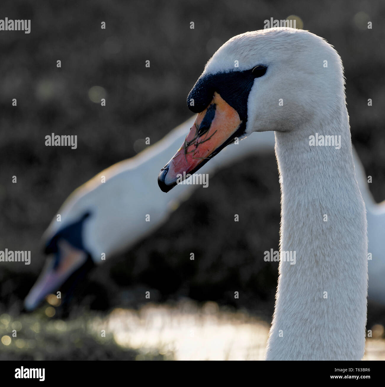 Mute swan pair feeding at Stanpit Marsh Stock Photo