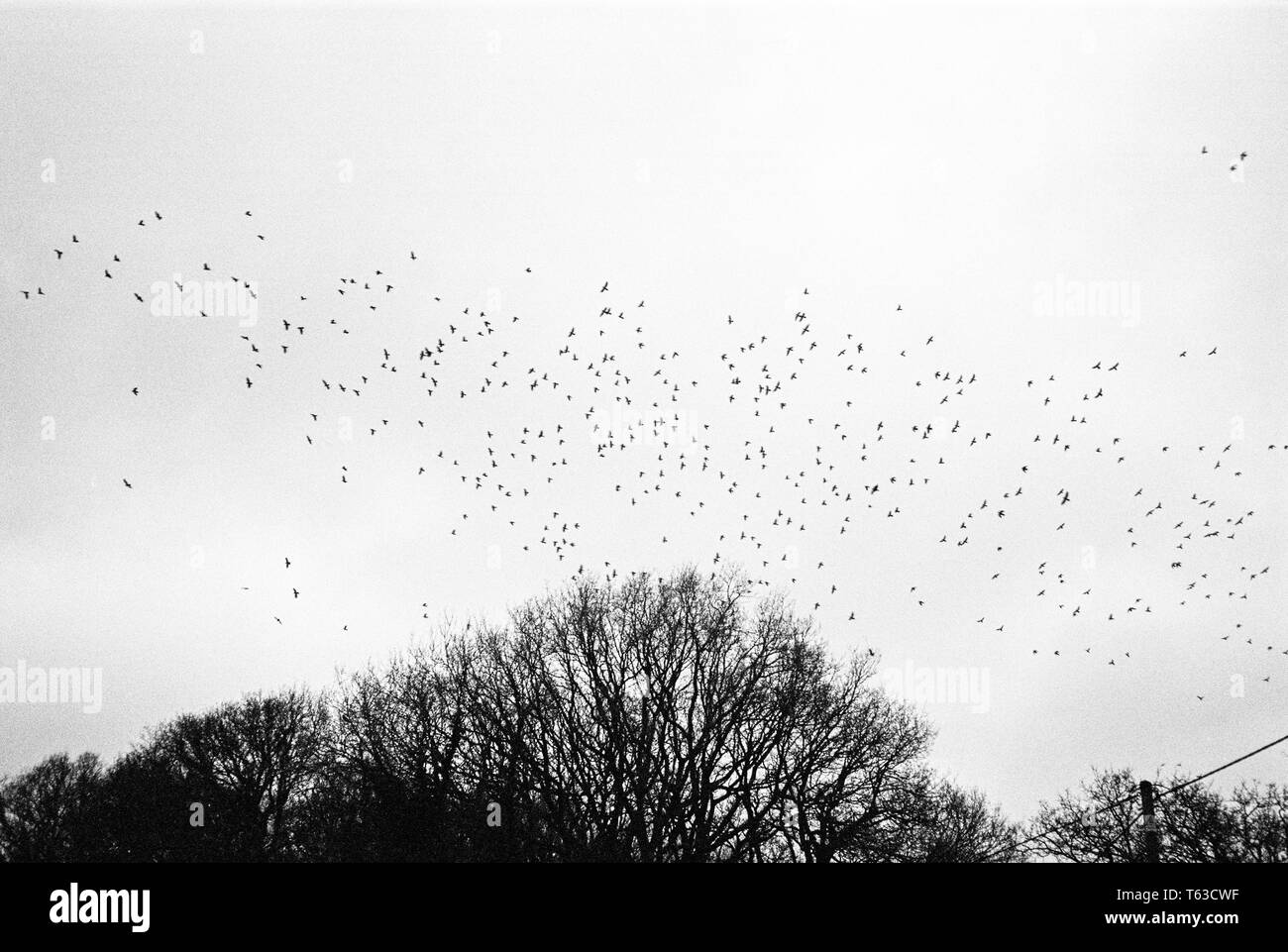 Flock of starlings, Medstead, Alton, Hampshire, England, United Kingdom. Stock Photo