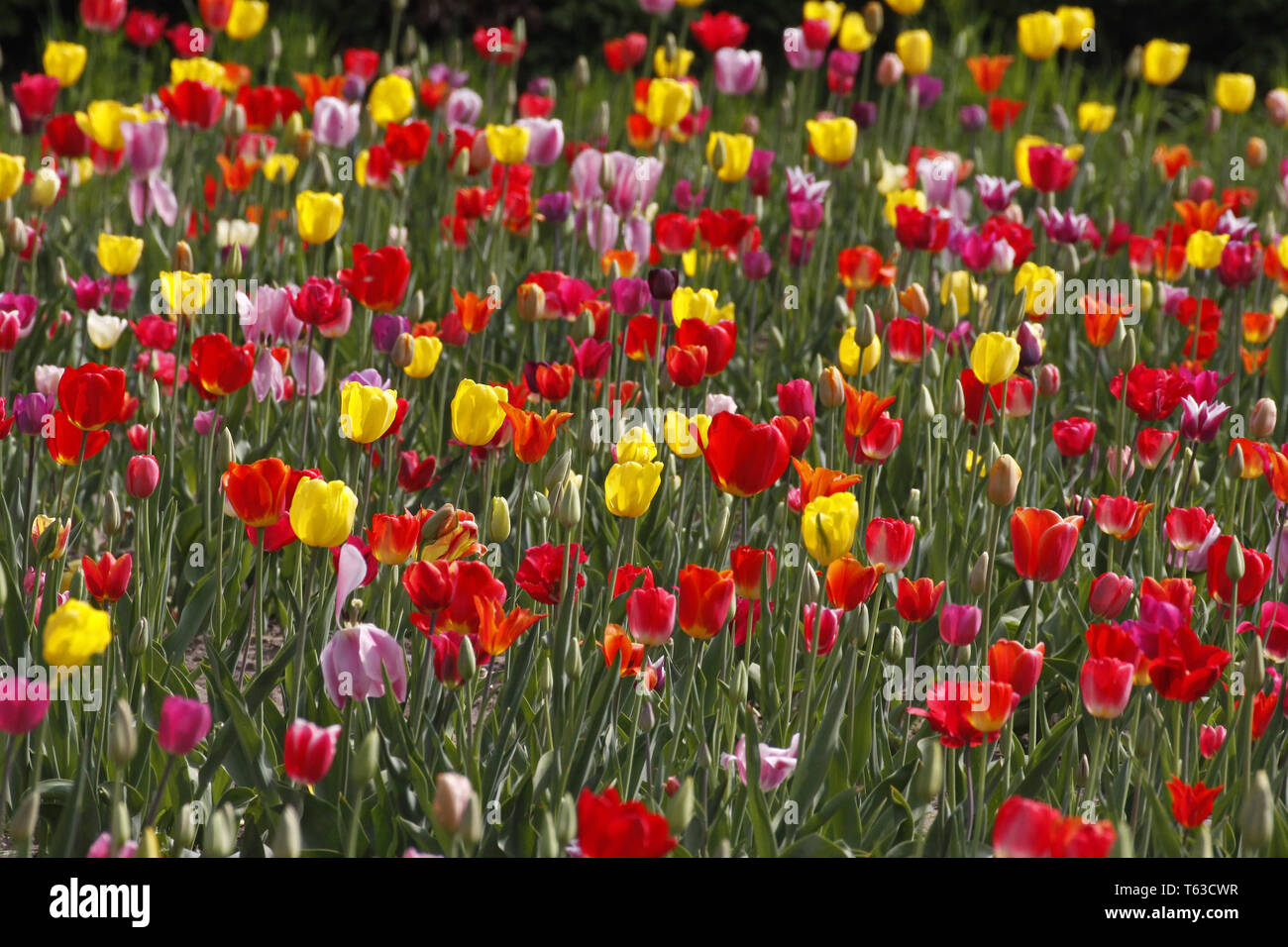 Tulip blooming season in the Netherlands, Europe Stock Photo Alamy