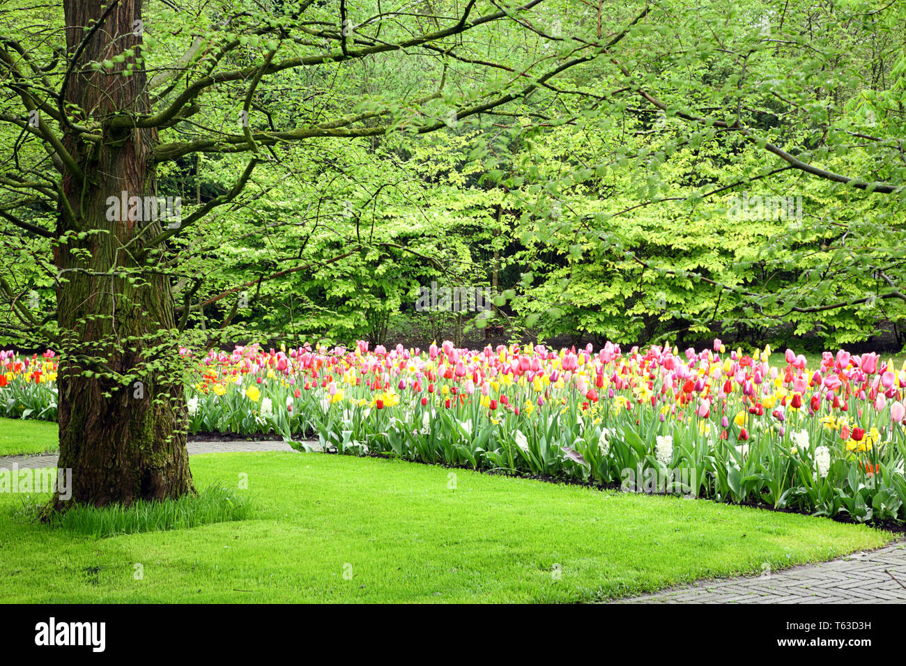Tulip blooming season in the Netherlands, Europe Stock Photo Alamy