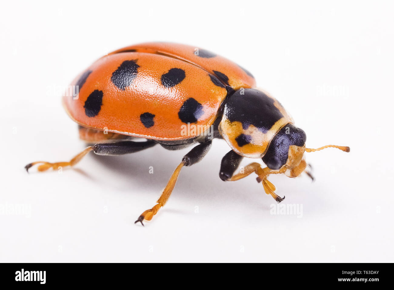 Marienkäfer symbol hi-res stock photography and images - Alamy