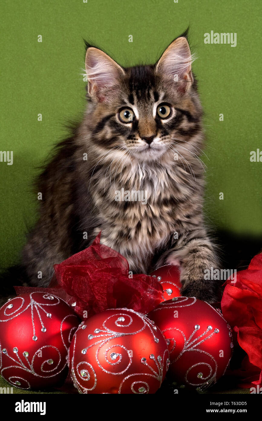 Maine Coon Cat Stock Photo Alamy