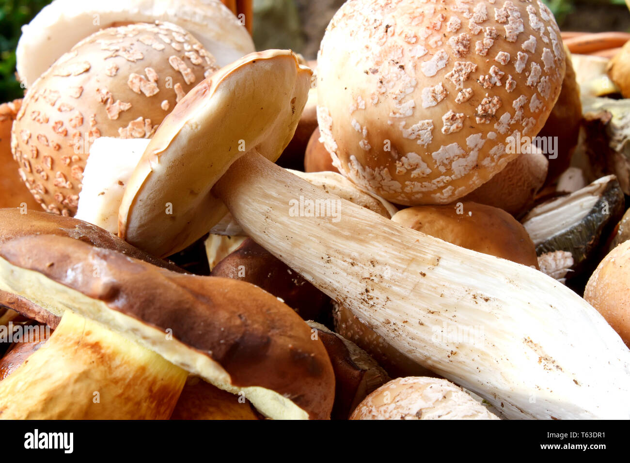 detail of fresh autumn mushroom founded in forest Stock Photo