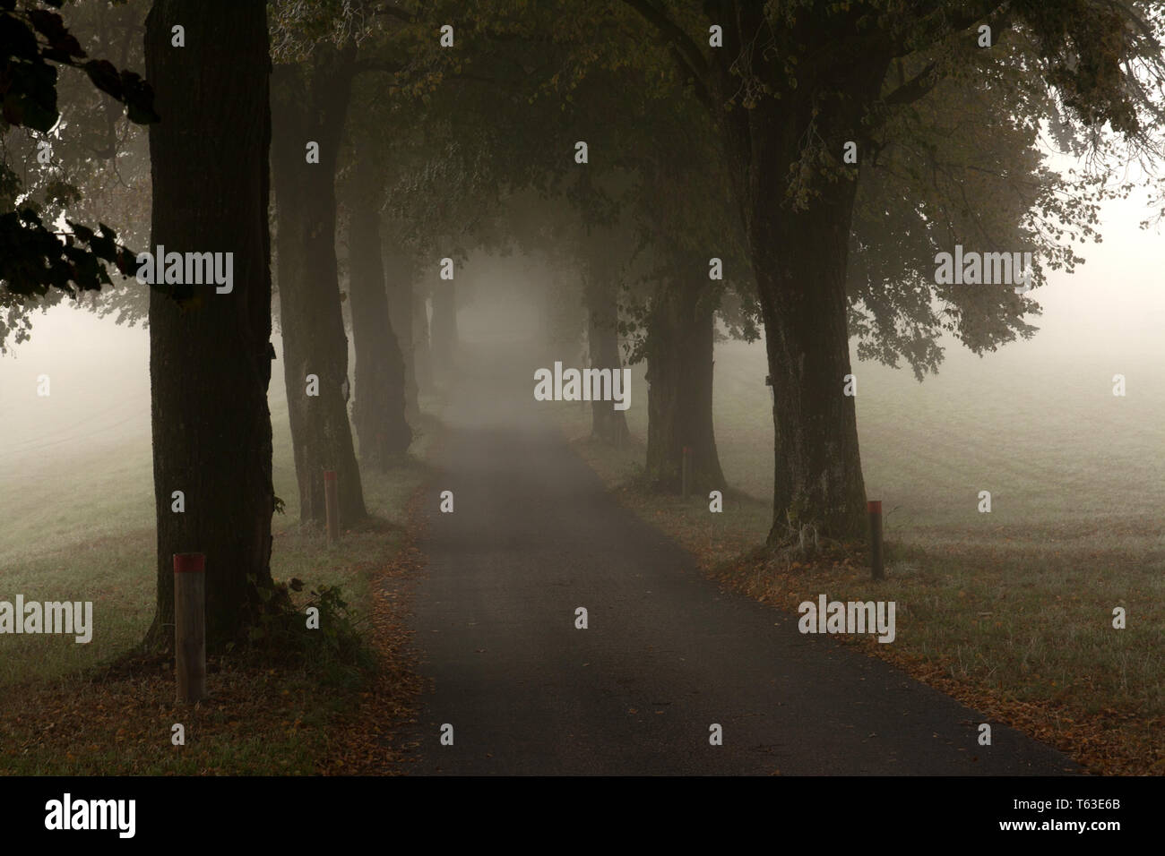 Alley in the Fog, Northern Germany Stock Photo