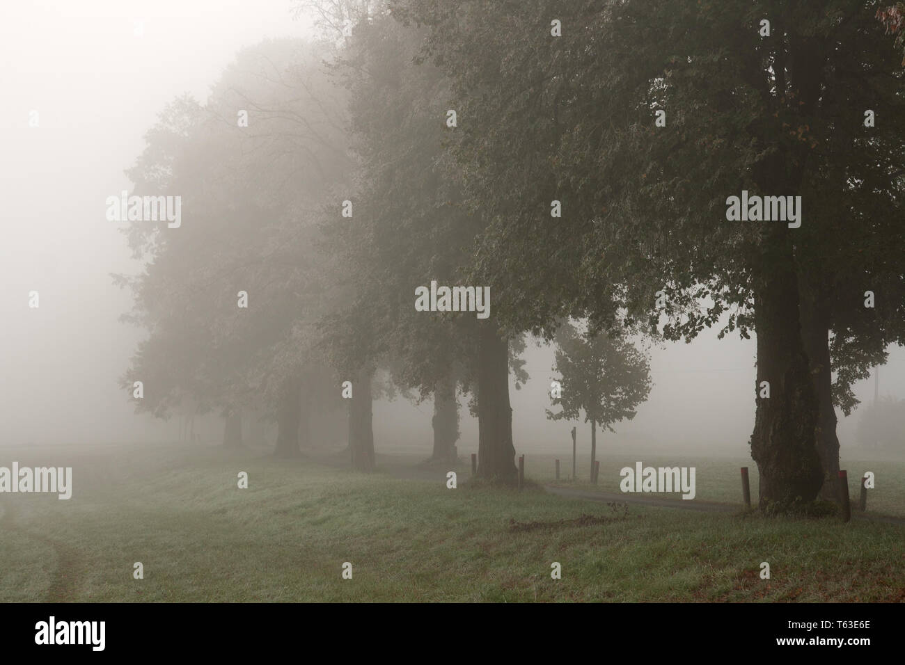 Alley in the Fog, Northern Germany Stock Photo