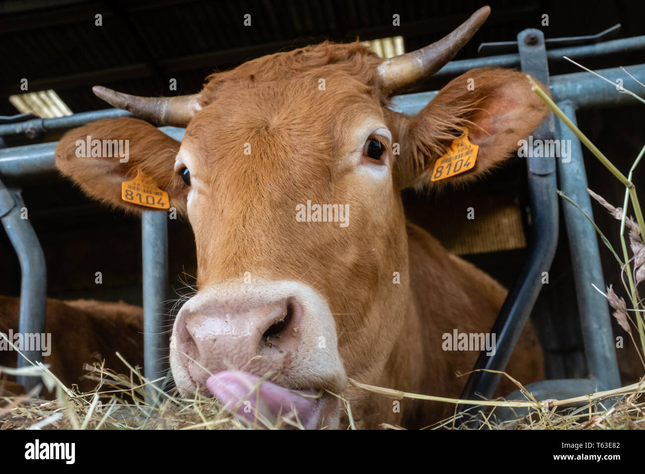 Close-up cow head eating hay Stock Photo