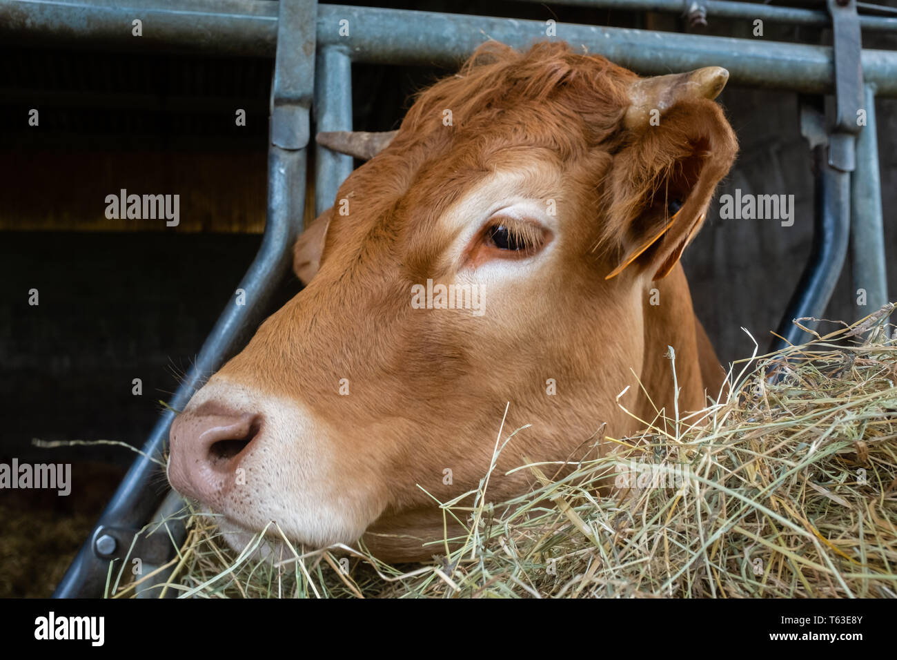 Closeup cow head eating hay Stock Photo Alamy