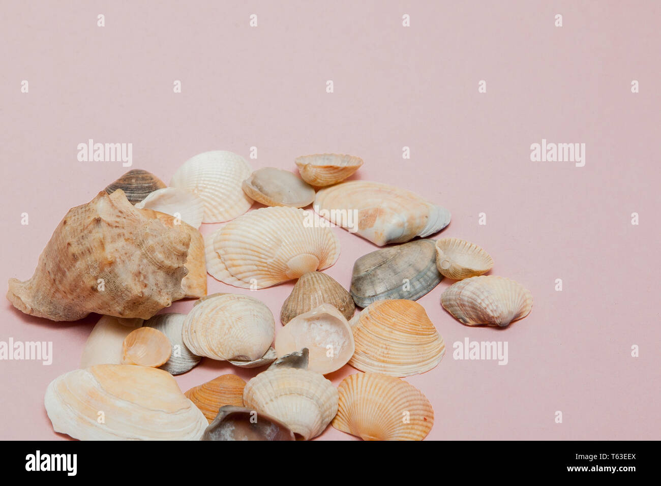 Seashells on pink background with copy space. Stock Photo