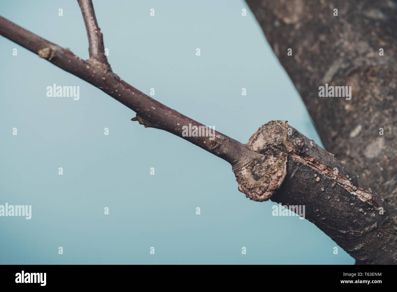 Branch of grafted tree in early spring, in which the buds already begin to blossom 2019 Stock Photo