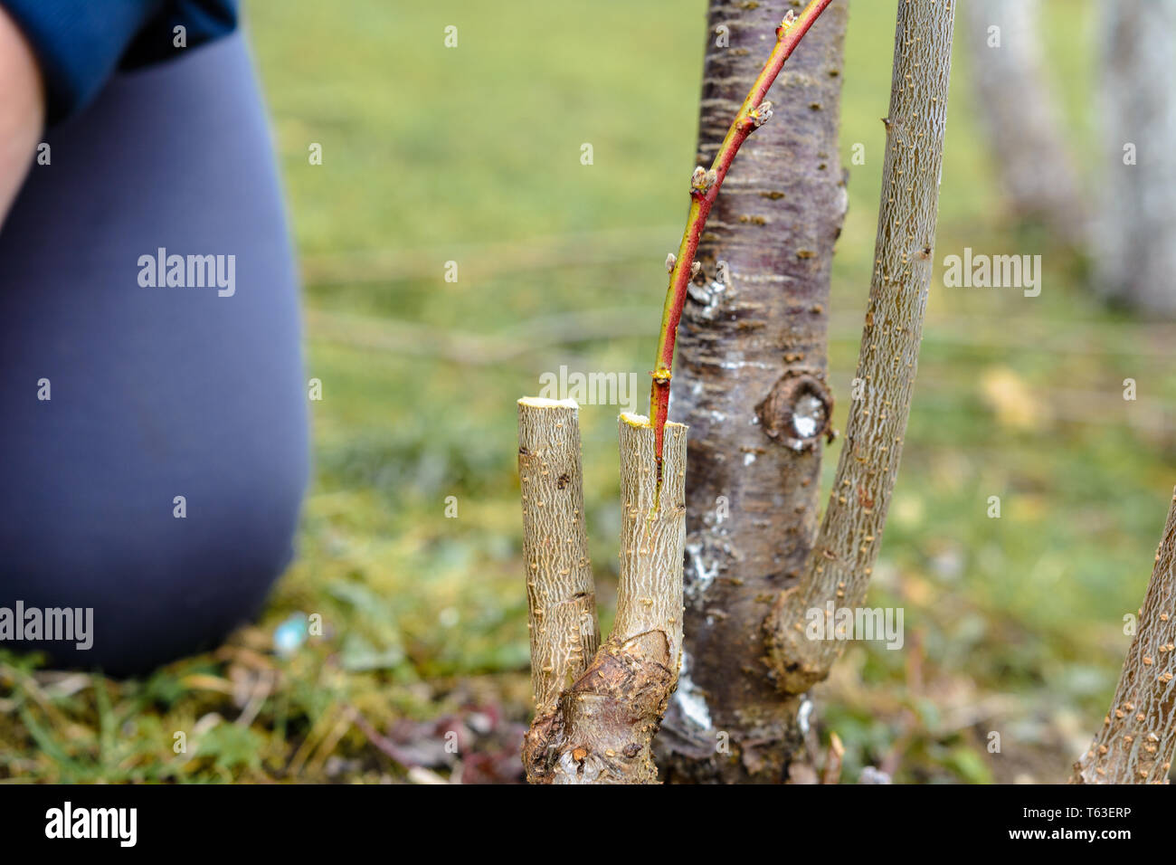 Live cuttings at grafting apple tree in cleft with growing buds, young leaves and flowers