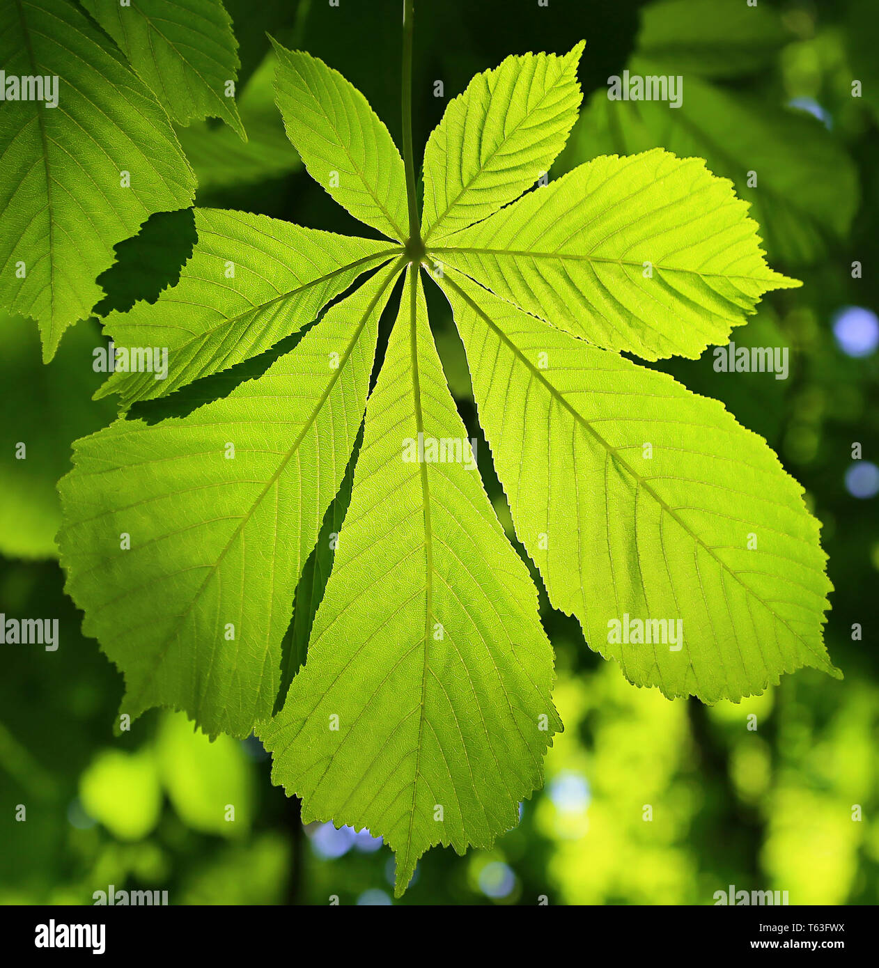 Big horse chestnut tree hi-res stock photography and images - Alamy