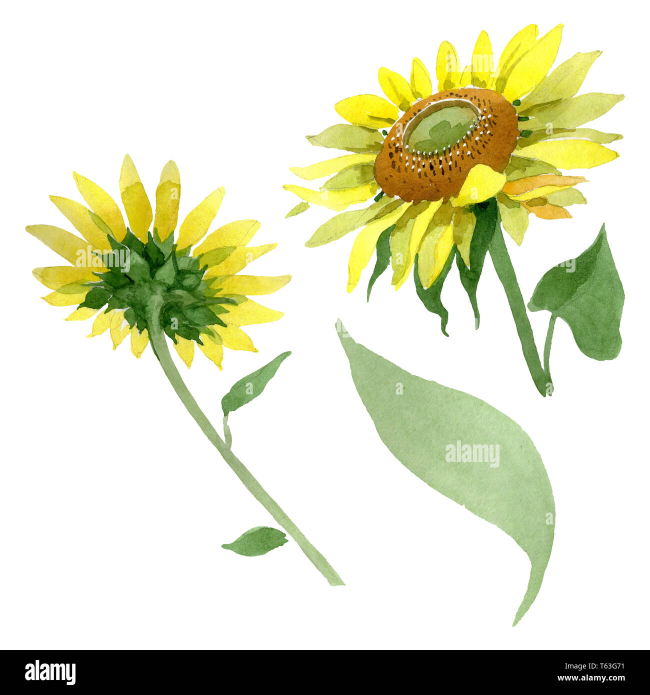 Avoir Images Sunflower Wallpaper Cut Out Stock Images Pictures Alamy