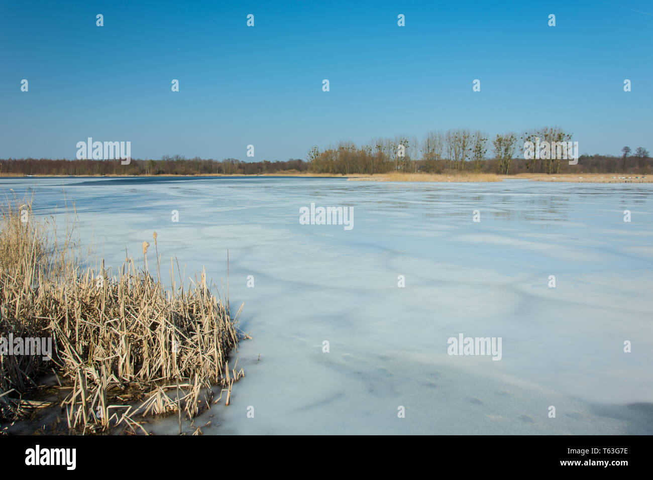 Reeds and snow on the shore of a frozen lake. Trees on the horizon and blue sky - winter sunny day Stock Photo