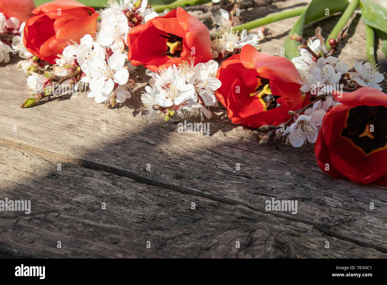 A bouquet of red tulips and branches of white flowers on old wooden boards. Place for text. The concept of spring has come. View from above. Banner Ma Stock Photo