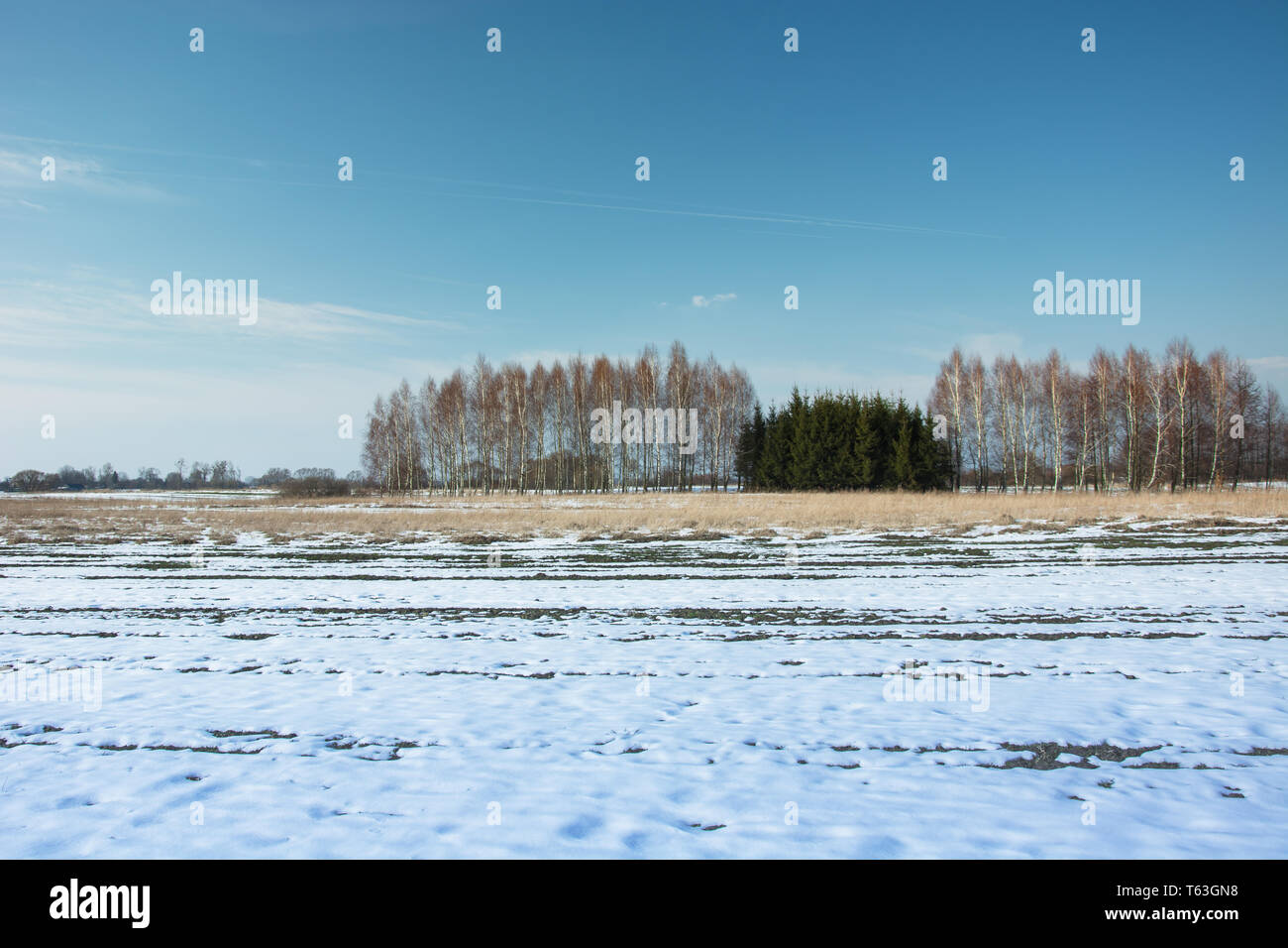 Melting snow on a field of trees growing in a row and clear blue sky Stock Photo