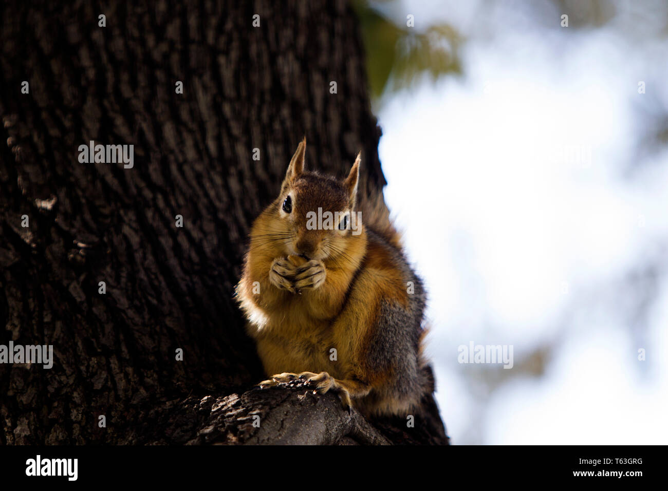 Close up portrait of a Sciurus Anomalus, Caucasian squirrel on a tree trunk eating something. Stock Photo