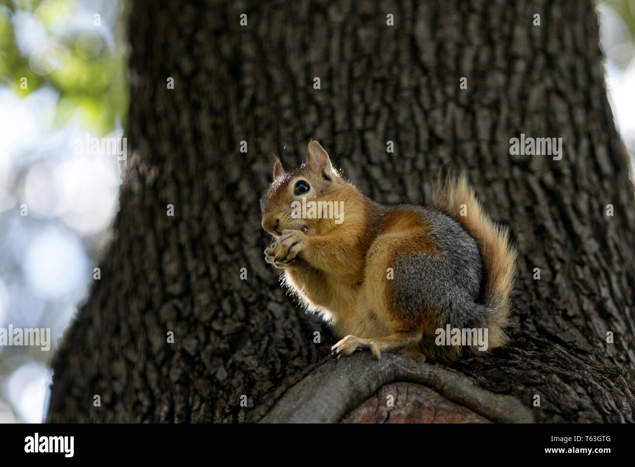 Close up full body profile of a Sciurus Anomalus, Caucasian squirrel on a tree trunk eating something. Stock Photo