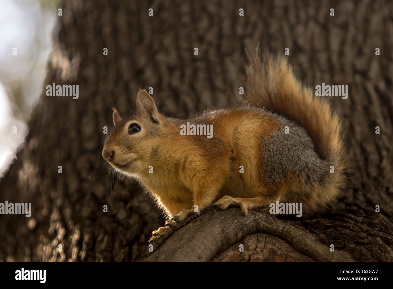 Close up full body profile of a Sciurus Anomalus, Caucasian squirrel on a tree trunk. Stock Photo