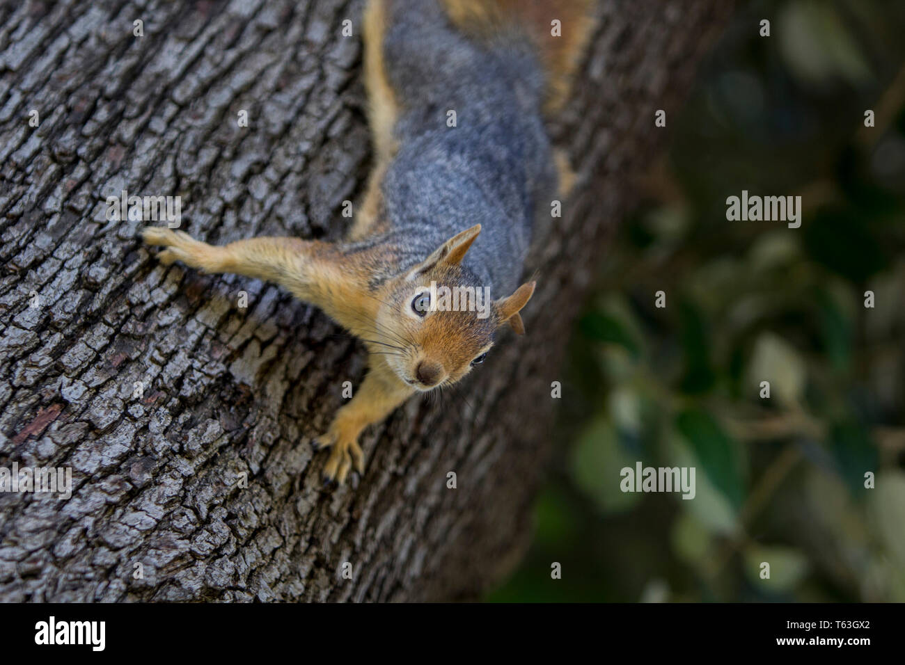 Close up portrait of a Sciurus Anomalus, Caucasian squirrel on a tree trunk. Stock Photo