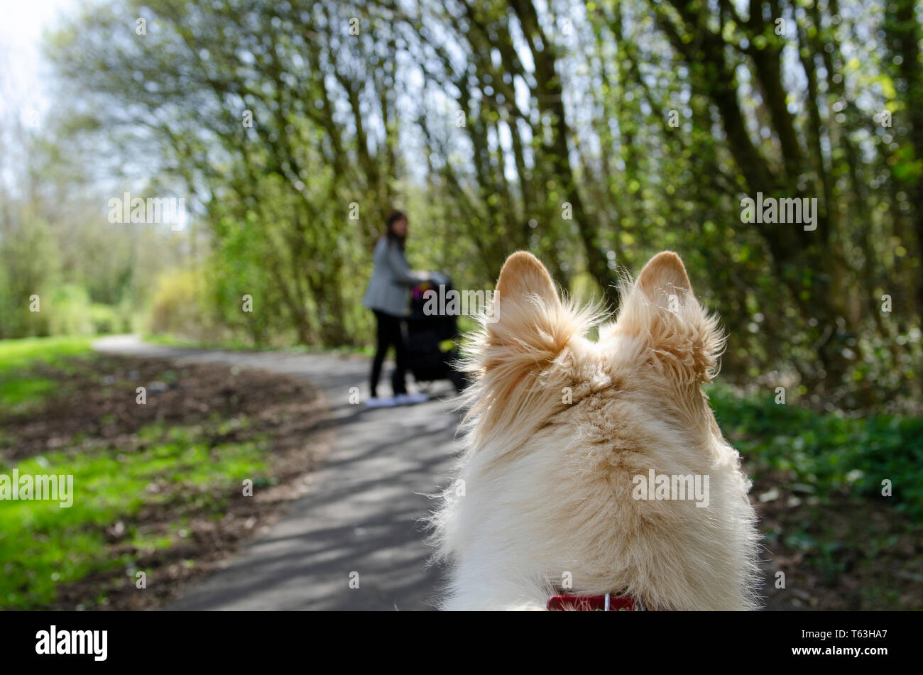 White Male German Shepherd Dog Long Haired Alsation Stock Photo