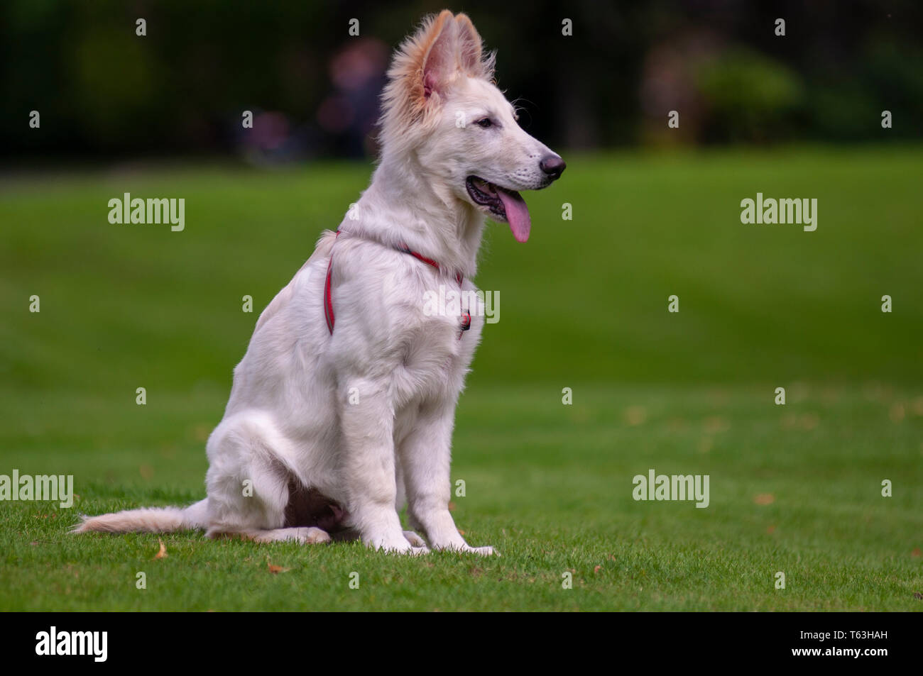 White german shepherd dog hi-res stock photography and images - Alamy