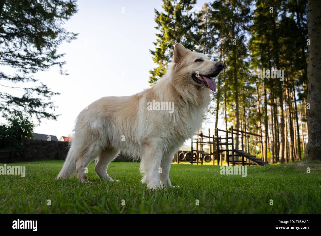 White alsation german shepherd dog hi-res stock photography and images -  Alamy