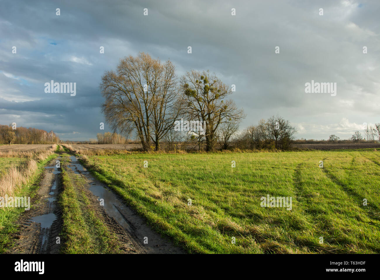 Traces of wheels and puddles on a dirt road through a green meadow, trees without leaves and rainy clouds in the sky Stock Photo