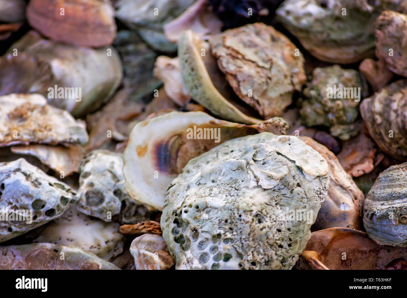 Empty oyster shells lay on the beach, Aug. 29, 2013, in Bayou La Batre, Alabama. Stock Photo