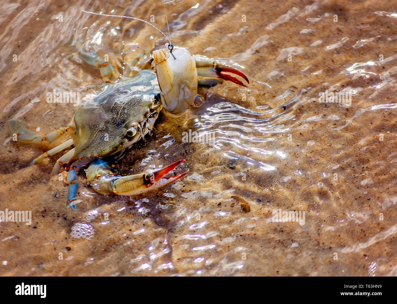 Blue crab hires stock photography and images Alamy