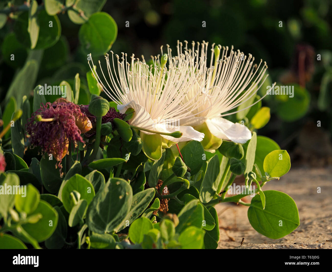 delicate long white stamens of Seaside Caper (capparis cartilaginea) opens at night & shrivels to a purple ball of tissue in daylight Watamu,Kenya Stock Photo