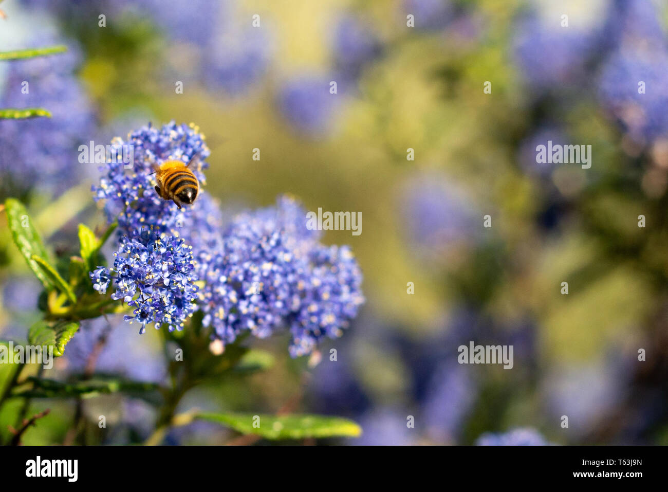 Honeybee collecting pollen on blue wildflowers Stock Photo