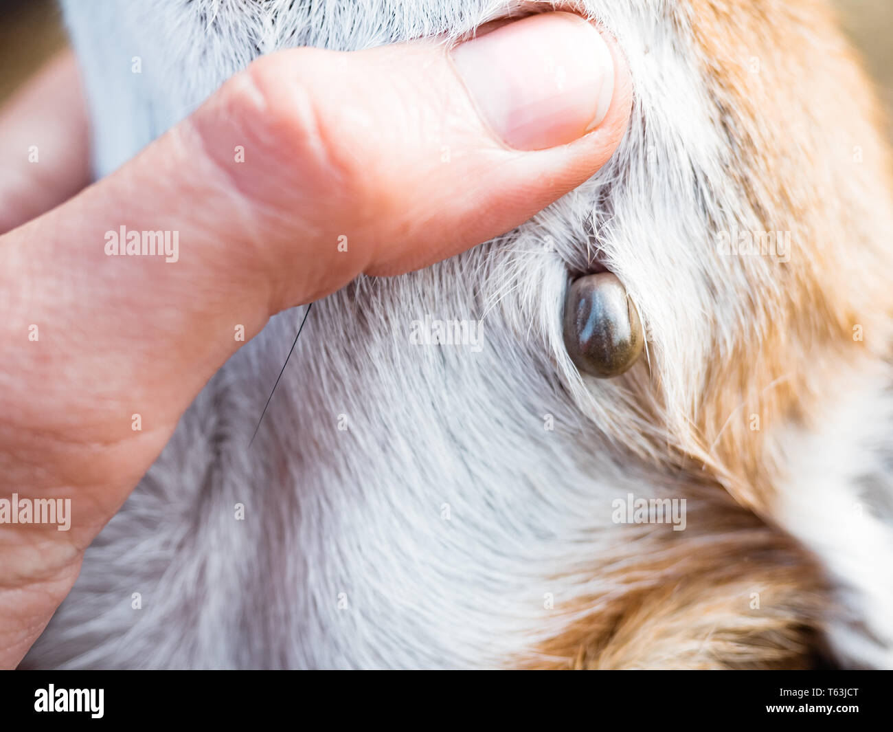 Tick sucks blood in dogs. Ixodes persulcatus. Mite stuck to a little dog. The tick engorged with blood. Danger to the dog during the tick breeding sea Stock Photo