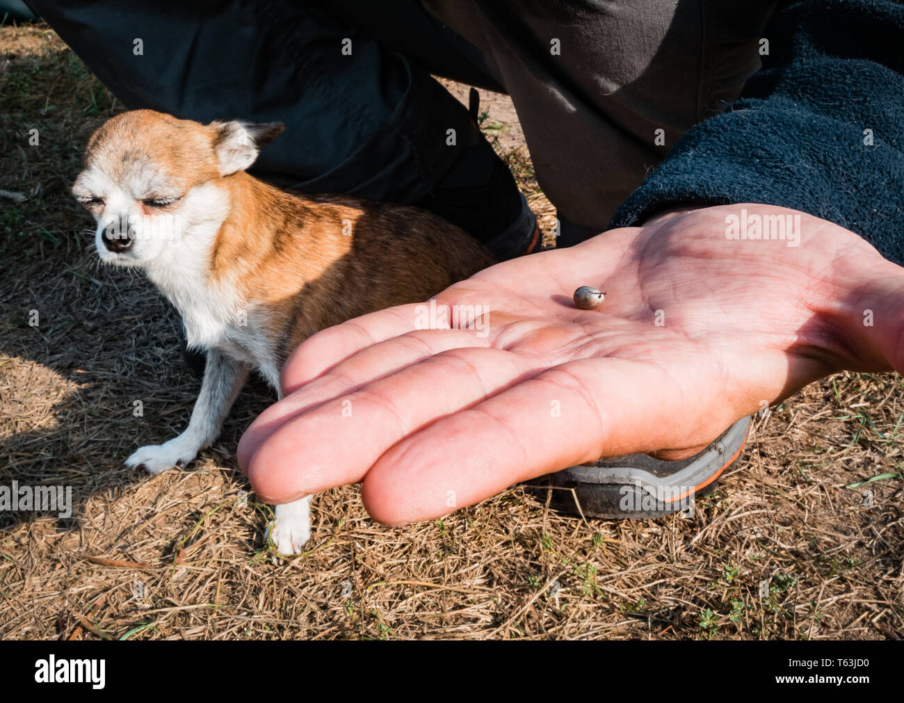 The tick with blood moves on the man hand close up, swollen