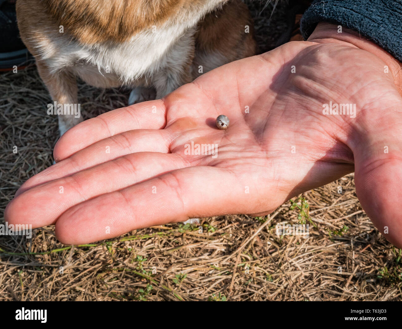 The tick engorged with blood moves on the man hand close up, swollen tick stirs in the palm of a man removed from the dog. The dog is trembling from t Stock Photo