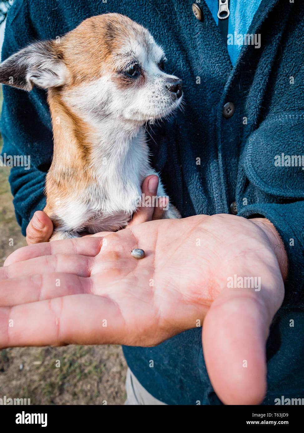 The tick with blood moves on the man hand close up, swollen